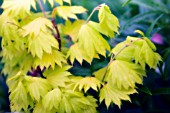 ACER JAPONICUM, JAPANESE MAPLE