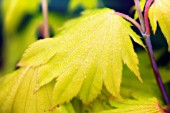 ACER JAPONICUM, JAPANESE MAPLE