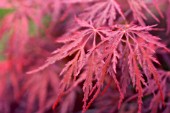 ACER PALMATUM DISSECTUM ATROPURPUREUM, JAPANESE MAPLE