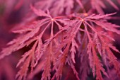 ACER PALMATUM DISSECTUM ATROPURPUREUM, JAPANESE MAPLE