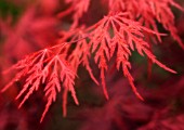 ACER PALMATUM DISSECTUM ATROPURPUREUM, JAPANESE MAPLE