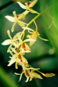 COELOGYNE TRINERVIS, ORCHID