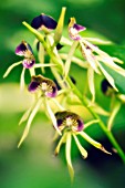 ENCYCLIA COCHLEATA, ORCHID