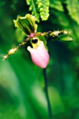 PAPHIOPEDILUM ‘VICTORIA-REGINA’, ORCHID - LADYS SLIPPER ORCHID