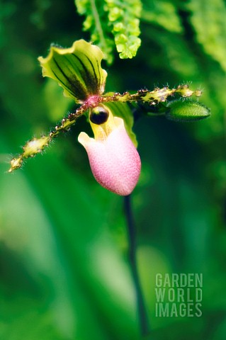 PAPHIOPEDILUM_VICTORIAREGINA_ORCHID__LADYS_SLIPPER_ORCHID