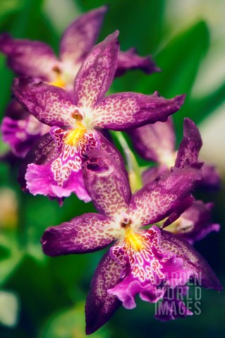 BEALLARA_MARFITCH_HOWARDS_DREAM_ORCHID