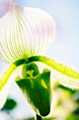 PAPHIOPEDILUM, ORCHID