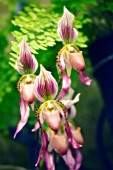 PAPHIOPEDILUM ‘HERBERT FOURAKER’, ORCHID - LADYS SLIPPER ORCHID