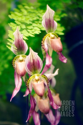 PAPHIOPEDILUM_HERBERT_FOURAKER_ORCHID__LADYS_SLIPPER_ORCHID