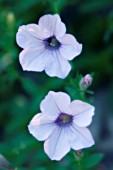 PETUNIA GRANDIFLORA, PETUNIA