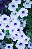 PETUNIA GRANDIFLORA, PETUNIA