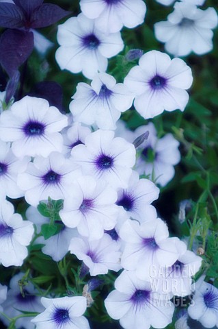 PETUNIA_GRANDIFLORA_PETUNIA