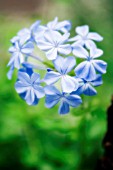 PLUMBAGO AURICULATA, PLUMBAGO