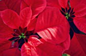 EUPHORBIA PULCHERRIMA, POINSETTIA