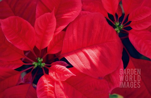 EUPHORBIA_PULCHERRIMA_POINSETTIA