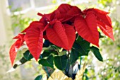 EUPHORBIA PULCHERRIMA, POINSETTIA