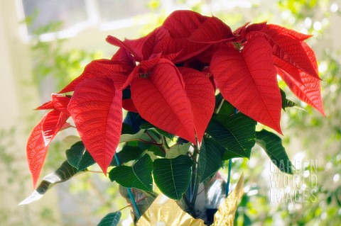 EUPHORBIA_PULCHERRIMA_POINSETTIA