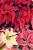 EUPHORBIA PULCHERRIMA, POINSETTIA