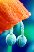 PAPAVER CROCEUM, PAPAVER NUDICALE, POPPY - ICELANDIC POPPY