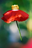 PAPAVER RHOEAS, POPPY