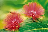 CALLIANDRA HAEMATOCEPHALA, POWDER-PUFF TREE