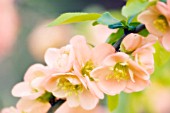 CHAENOMELES JAPONICA, QUINCE