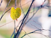 CERCIS CANADENSIS, FOREST PANSY