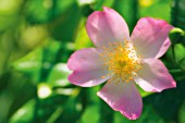 ROSA, ROSE, WILD ROSE, DOG ROSE