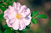 ROSA, ROSE, WILD ROSE, DOG ROSE