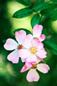 ROSA, ROSE, WILD ROSE, DOG ROSE