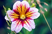 SALPIGLOSSIS SINUATA, VELVET TRUMPET FLOWER