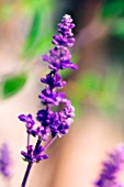 SALVIA FARINACEA, SAGE - MEALY SAGE