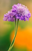 SCABIOSA COLUMBARIA, SCABIOUS