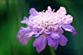 SCABIOSA COLUMBARIA, SCABIOUS