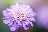 SCABIOSA COLUMBARIA, SCABIOUS