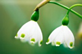 LEUCOJUM, SNOWFLAKE