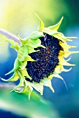 HELIANTHUS ANNUS, SUNFLOWER