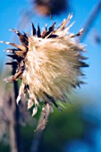 CYNARA CARDUNCULUS, CARDOON