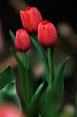 TULIPA, TULIP