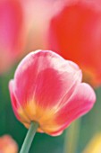 TULIPA, TULIP