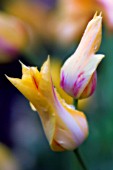 TULIPA, TULIP