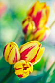 TULIPA, TULIP