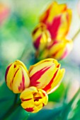 TULIPA, TULIP