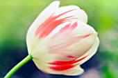 TULIPA, TULIP