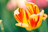 TULIPA, TULIP