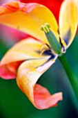 TULIPA, TULIP