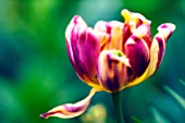 TULIPA, TULIP