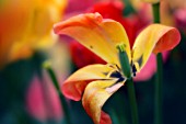 TULIPA, TULIP