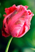 TULIPA, TULIP - PARROT TULIP