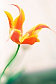 TULIPA, TULIP